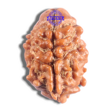 Load image into Gallery viewer, 2 Mukhi Rudraksha from Nepal - Bead No. 202