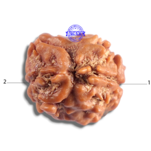 Load image into Gallery viewer, 2 Mukhi Rudraksha from Nepal - Bead No. 202