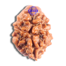Load image into Gallery viewer, 2 Mukhi Rudraksha from Nepal - Bead No. 203