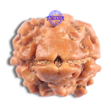 Load image into Gallery viewer, 2 Mukhi Rudraksha from Nepal - Bead No. 203