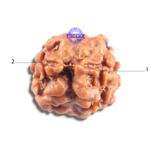 Load image into Gallery viewer, 2 Mukhi Rudraksha from Nepal - Bead No. 203