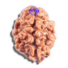 Load image into Gallery viewer, 2 Mukhi Rudraksha from Nepal - Bead No. 204