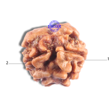 Load image into Gallery viewer, 2 Mukhi Rudraksha from Nepal - Bead No. 206