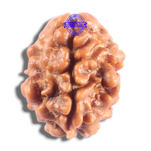 Load image into Gallery viewer, 2 Mukhi Rudraksha from Nepal - Bead No. 207