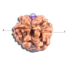 Load image into Gallery viewer, 2 Mukhi Rudraksha from Nepal - Bead No. 207