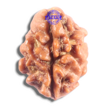 Load image into Gallery viewer, 2 Mukhi Rudraksha from Nepal - Bead No. 208