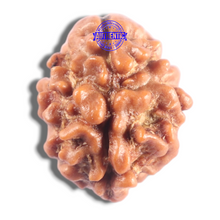 Load image into Gallery viewer, 2 Mukhi Rudraksha from Nepal - Bead No. 209