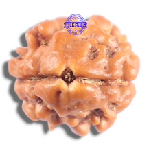Load image into Gallery viewer, 2 Mukhi Rudraksha from Nepal - Bead No. 210
