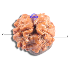 Load image into Gallery viewer, 2 Mukhi Rudraksha from Nepal - Bead No. 211
