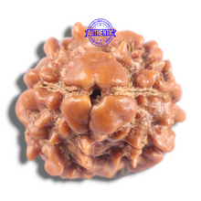 Load image into Gallery viewer, 2 Mukhi Rudraksha from Nepal - Bead No. 212