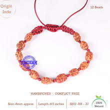 Load image into Gallery viewer, Smooth 2 Mukhi Rudraksha Wrist Band - (12 beads)