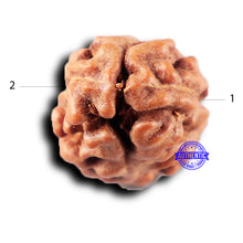 Load image into Gallery viewer, 2 Mukhi Rudraksha from Indonesia - Bead No. 213
