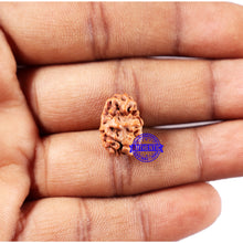 Load image into Gallery viewer, 2 Mukhi Rudraksha from Indonesia - Bead No. 214