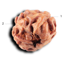 Load image into Gallery viewer, 2 Mukhi Rudraksha from Indonesia - Bead No. 217