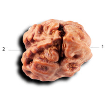 Load image into Gallery viewer, 2 Mukhi Rudraksha from Indonesia - Bead No. 219