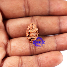 Load image into Gallery viewer, 2 Mukhi Rudraksha from Indonesia - Bead No. 219