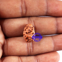 Load image into Gallery viewer, 2 Mukhi Rudraksha from Indonesia - Bead No. 220