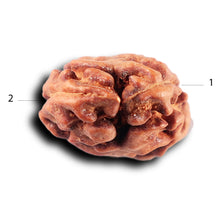 Load image into Gallery viewer, 2 Mukhi Rudraksha from Indonesia - Bead No. 222