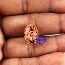 Load image into Gallery viewer, 2 Mukhi Rudraksha from Indonesia - Bead No. 225