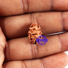 Load image into Gallery viewer, 2 Mukhi Rudraksha from Indonesia - Bead No. 226