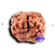 Load image into Gallery viewer, 2 Mukhi Rudraksha from Indonesia - Bead No. 228