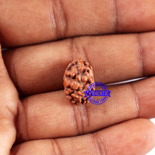 Load image into Gallery viewer, 2 Mukhi Rudraksha from Indonesia - Bead No. 228