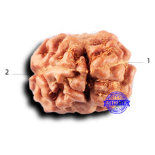 Load image into Gallery viewer, 2 Mukhi Rudraksha from Indonesia - Bead No. 232