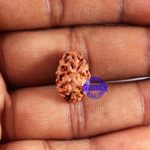 Load image into Gallery viewer, 2 Mukhi Rudraksha from Indonesia - Bead No. 232