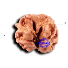 Load image into Gallery viewer, 2 Mukhi Rudraksha from Indonesia - Bead No. 237