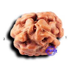 Load image into Gallery viewer, 2 Mukhi Rudraksha from Indonesia - Bead No. 239