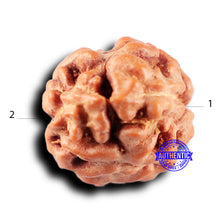 Load image into Gallery viewer, 2 Mukhi Rudraksha from Indonesia - Bead No. 240