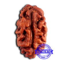 Load image into Gallery viewer, 2 Mukhi Rudraksha from Indonesia - Bead No. 202