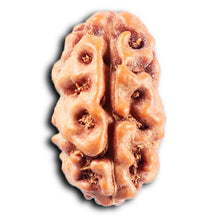Load image into Gallery viewer, 2 Mukhi Rudraksha from Indonesia - Bead No. 264