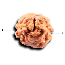 Load image into Gallery viewer, 2 Mukhi Rudraksha from Indonesia - Bead No. 246