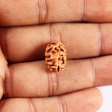 Load image into Gallery viewer, 2 Mukhi Rudraksha from Indonesia - Bead No. 246