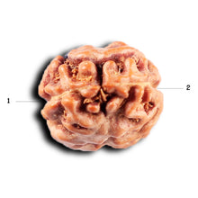 Load image into Gallery viewer, 2 Mukhi Rudraksha from Indonesia - Bead No. 249
