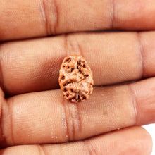 Load image into Gallery viewer, 2 Mukhi Rudraksha from Indonesia - Bead No. 249