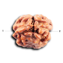 Load image into Gallery viewer, 2 Mukhi Rudraksha from Indonesia - Bead No. 250