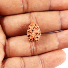 Load image into Gallery viewer, 2 Mukhi Rudraksha from Indonesia - Bead No. 250