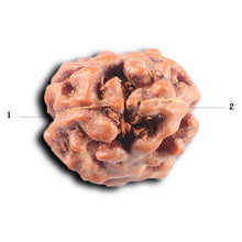 Load image into Gallery viewer, 2 Mukhi Rudraksha from Indonesia - Bead No. 251