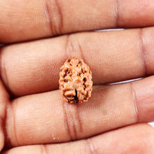 Load image into Gallery viewer, 2 Mukhi Rudraksha from Indonesia - Bead No. 252