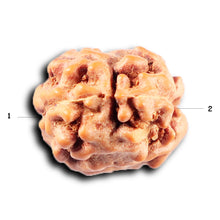 Load image into Gallery viewer, 2 Mukhi Rudraksha from Indonesia - Bead No. 253