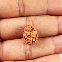 Load image into Gallery viewer, 2 Mukhi Rudraksha from Indonesia - Bead No. 253