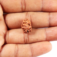 Load image into Gallery viewer, 2 Mukhi Rudraksha from Indonesia - Bead No. 254