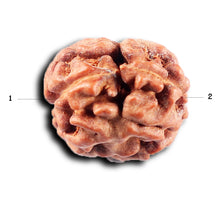Load image into Gallery viewer, 2 Mukhi Rudraksha from Indonesia - Bead No. 255