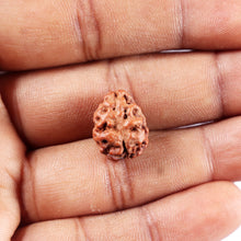 Load image into Gallery viewer, 2 Mukhi Rudraksha from Indonesia - Bead No. 255