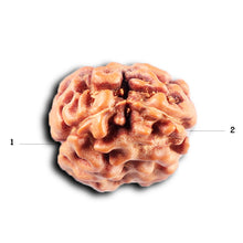 Load image into Gallery viewer, 2 Mukhi Rudraksha from Indonesia - Bead No. 256