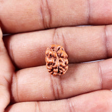 Load image into Gallery viewer, 2 Mukhi Rudraksha from Indonesia - Bead No. 256