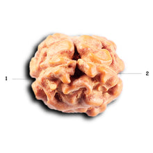 Load image into Gallery viewer, 2 Mukhi Rudraksha from Indonesia - Bead No. 257