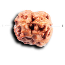Load image into Gallery viewer, 2 Mukhi Rudraksha from Indonesia - Bead No. 258